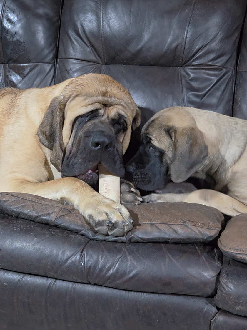 @Maple Mastiffs