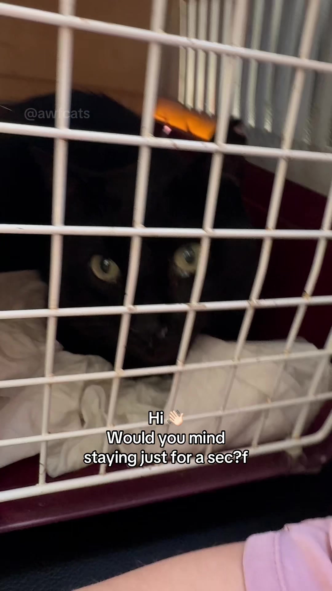 @AWF Cats
