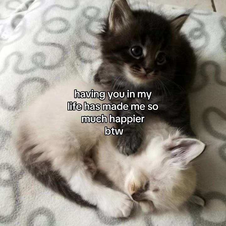 @deep.meow