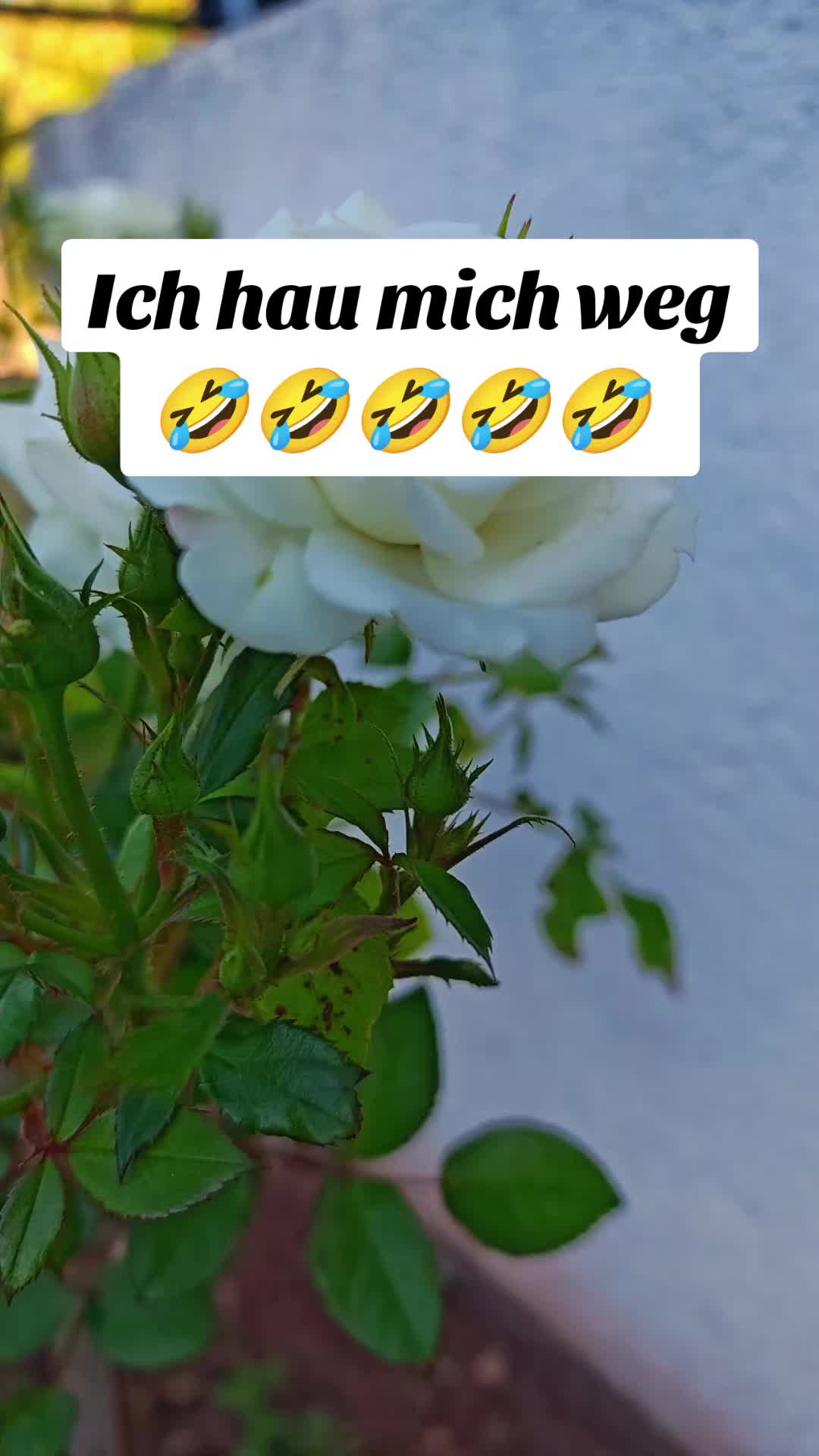 @๐ฑ๐ง Just For Fun ๐ฉ๐ช