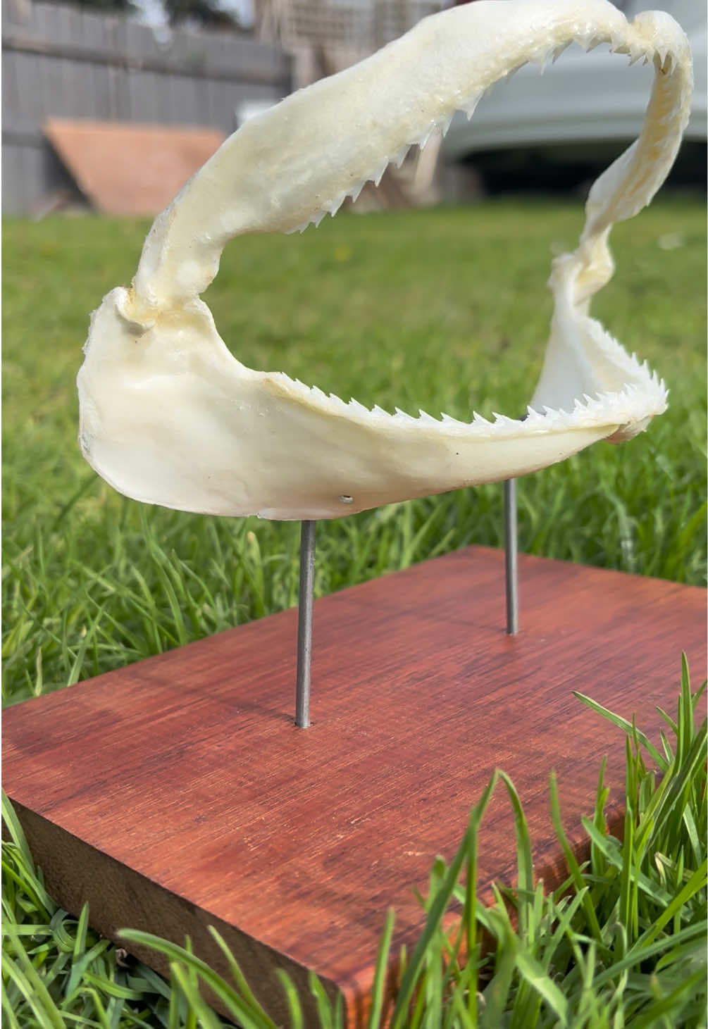 @Shark Jaw Displaying