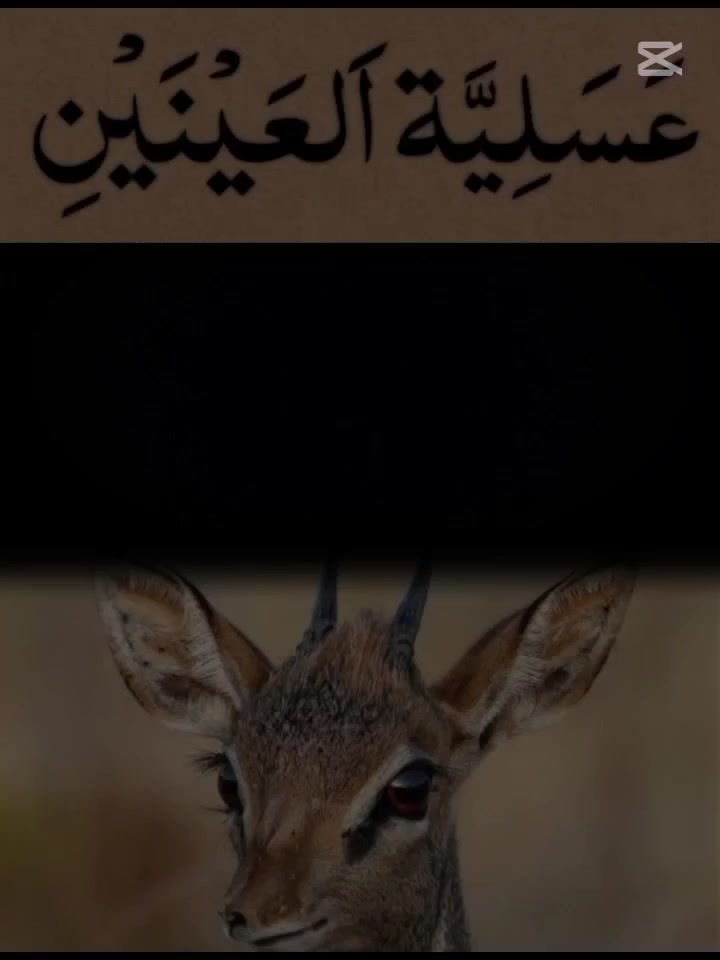 @🦋🌸 ༄ ديمة ༄🌸🦋