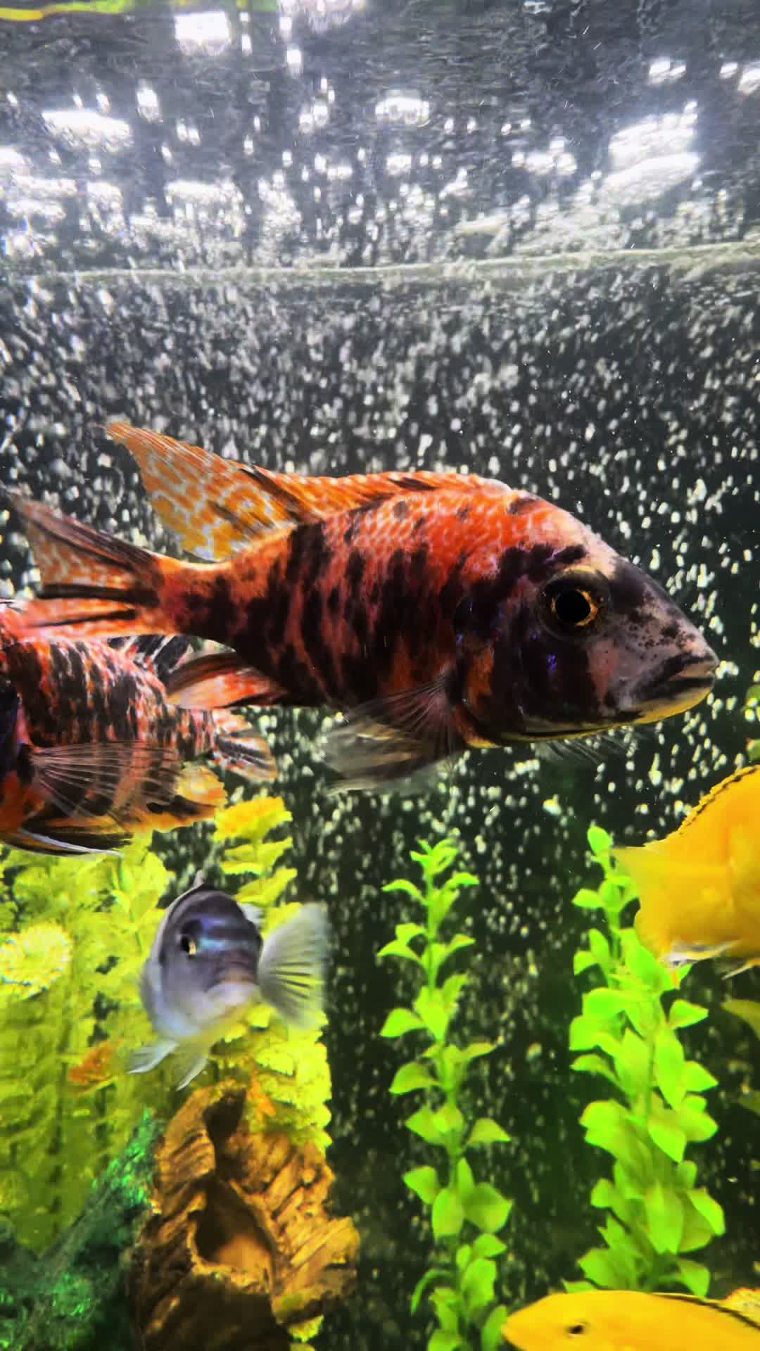 @Cichlid Chief