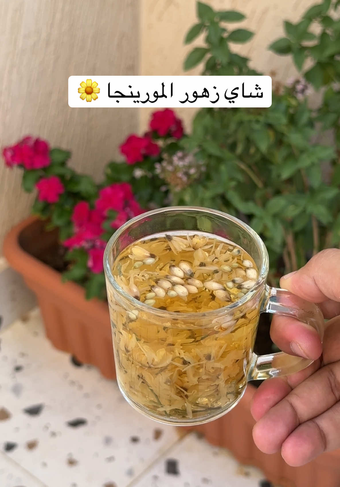 @مزارع ابو وليد للمورينجا 🌿