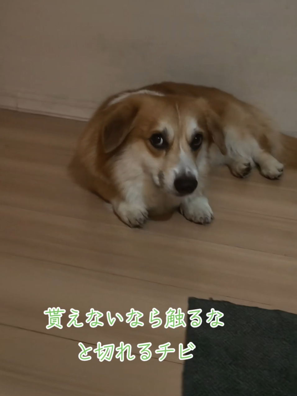 @楓ちゃくろ(垂れ耳コーギー23.5.27生)