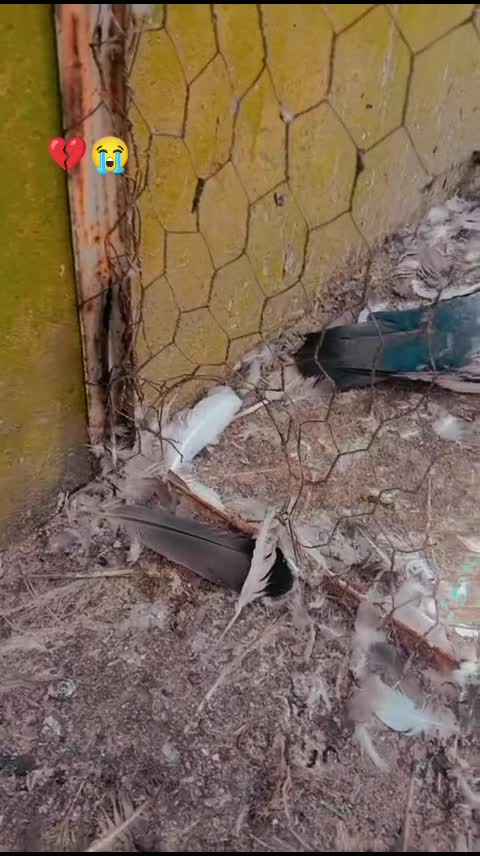 @🚩سردار شانی ڈوگر_512