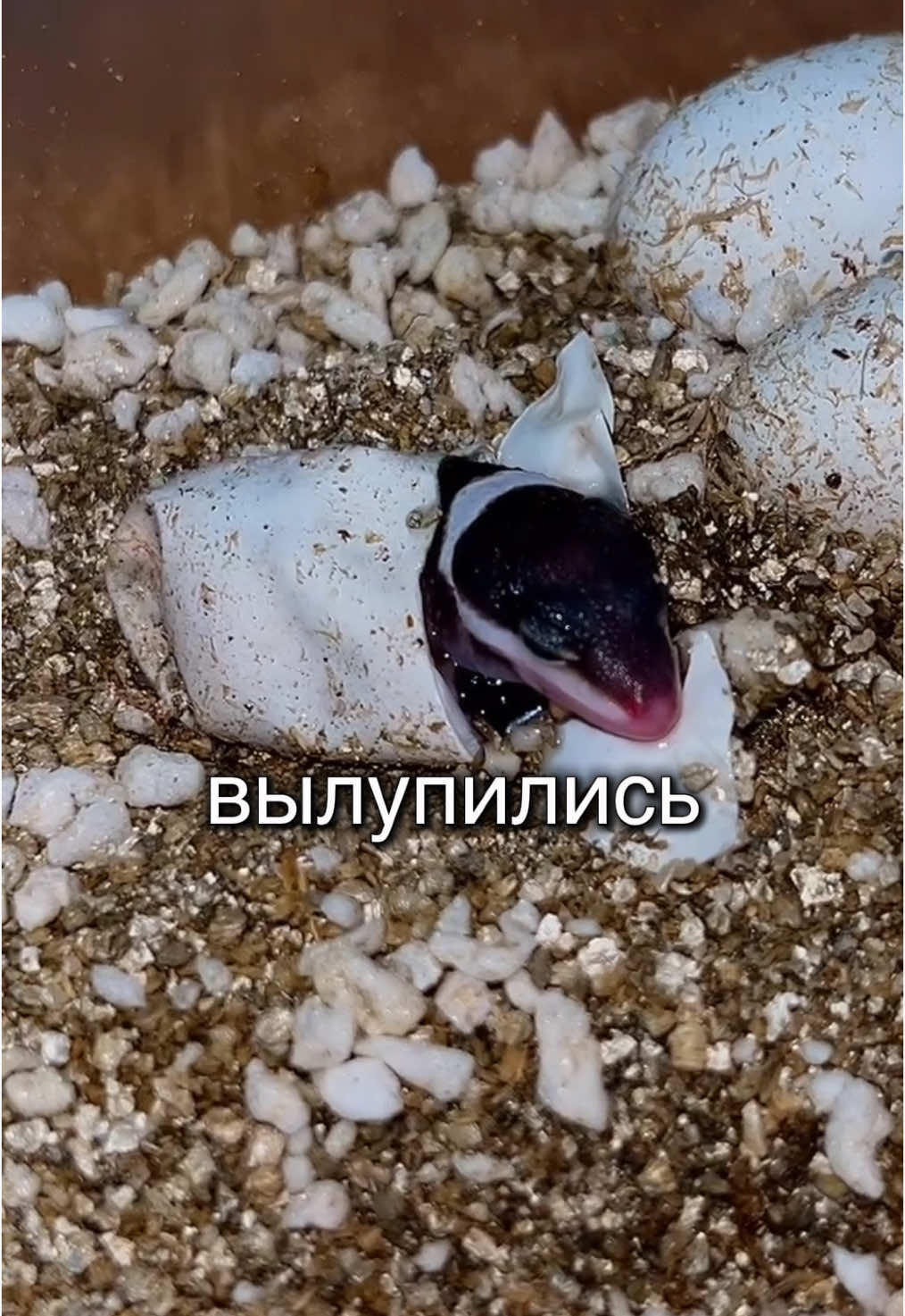 @🦎❤️Геля и питомцы❤️🦎