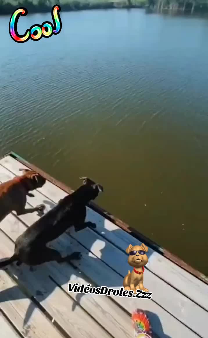 @🤣Vidéos Drôles.Zzz