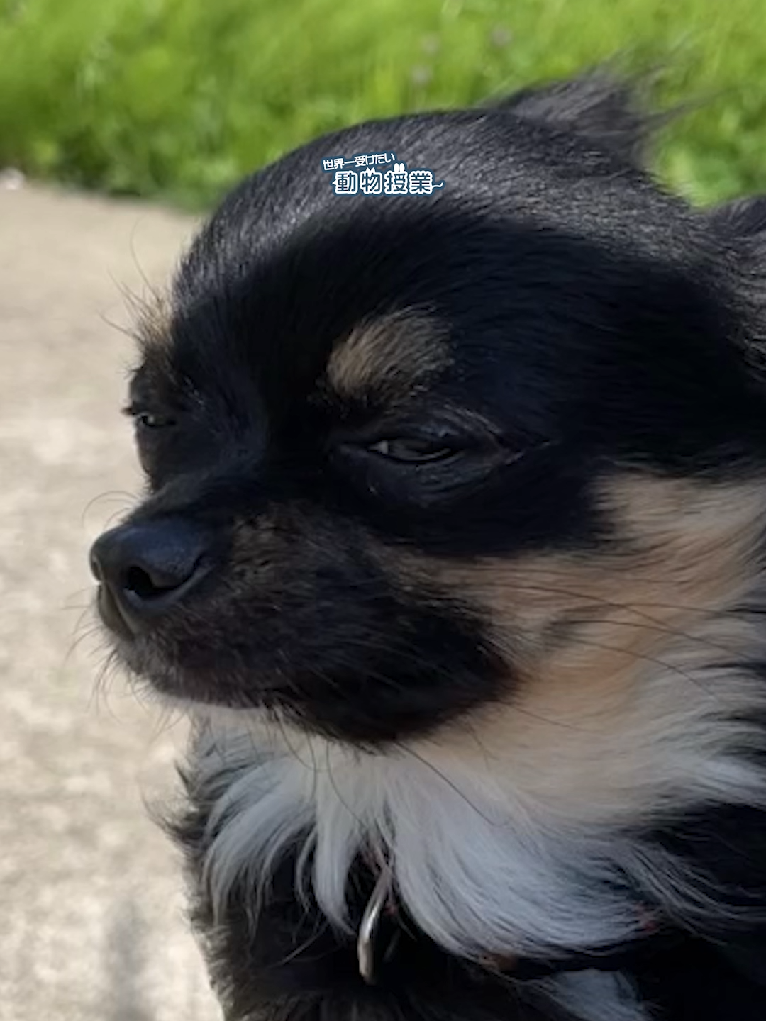 @オダガワ動物病院