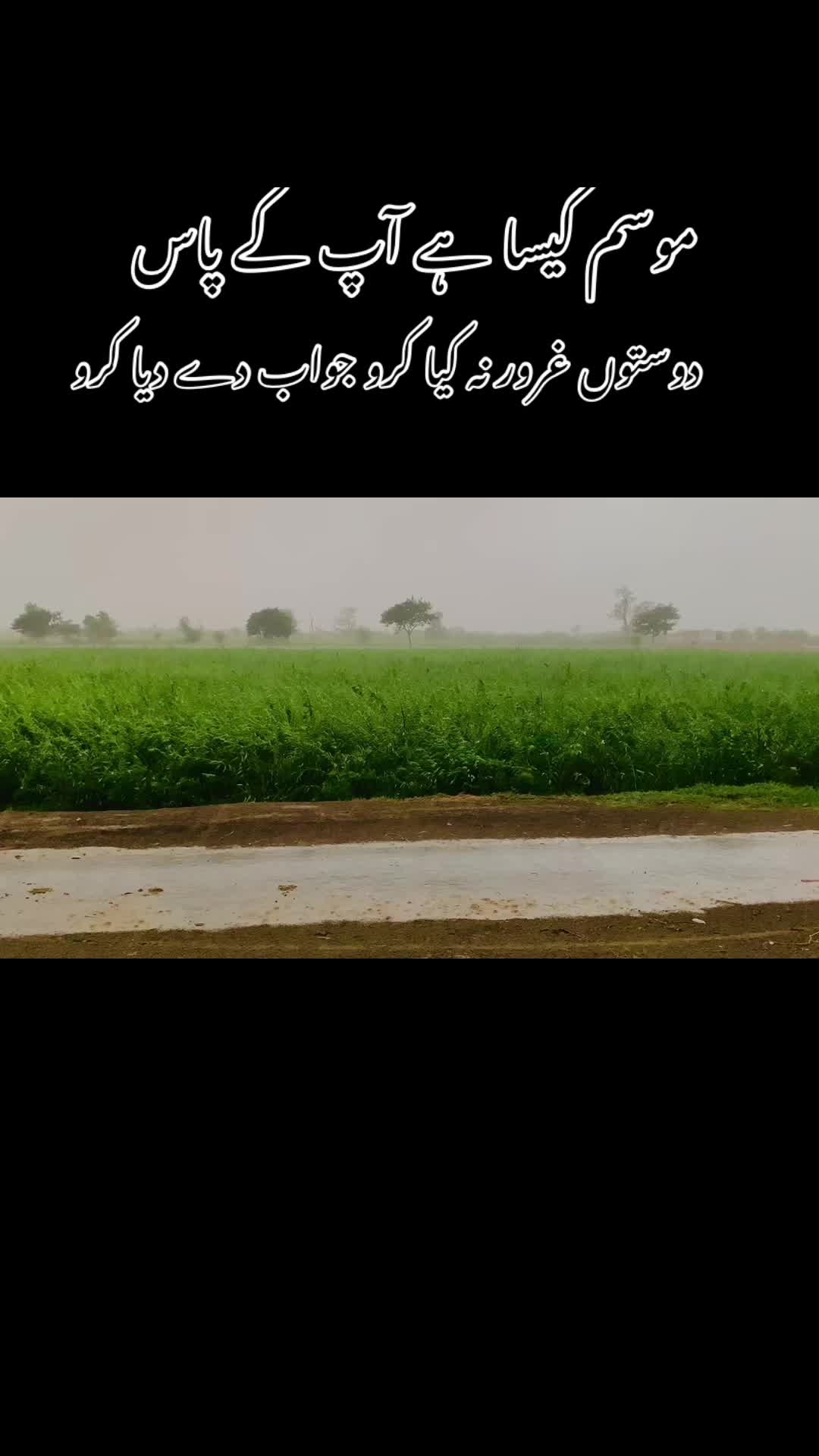 @پنجاب زادہ🌿