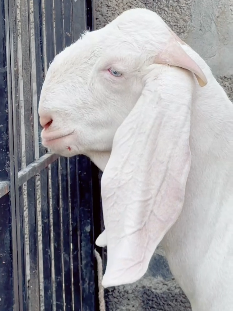 @Sheikh Goat & Cattle Farm