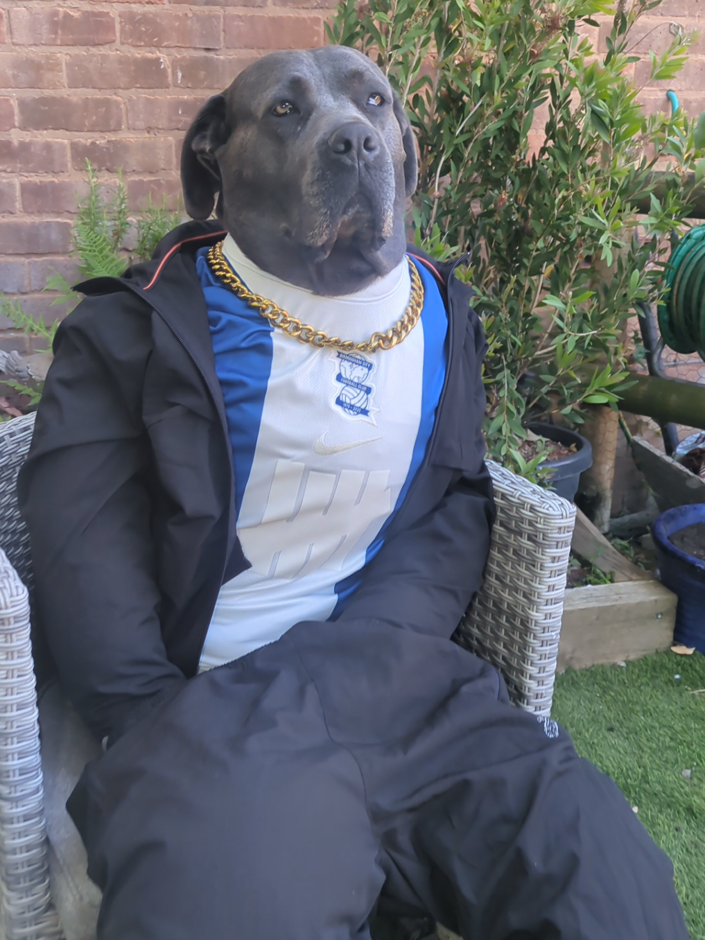@mist_the_canecorso