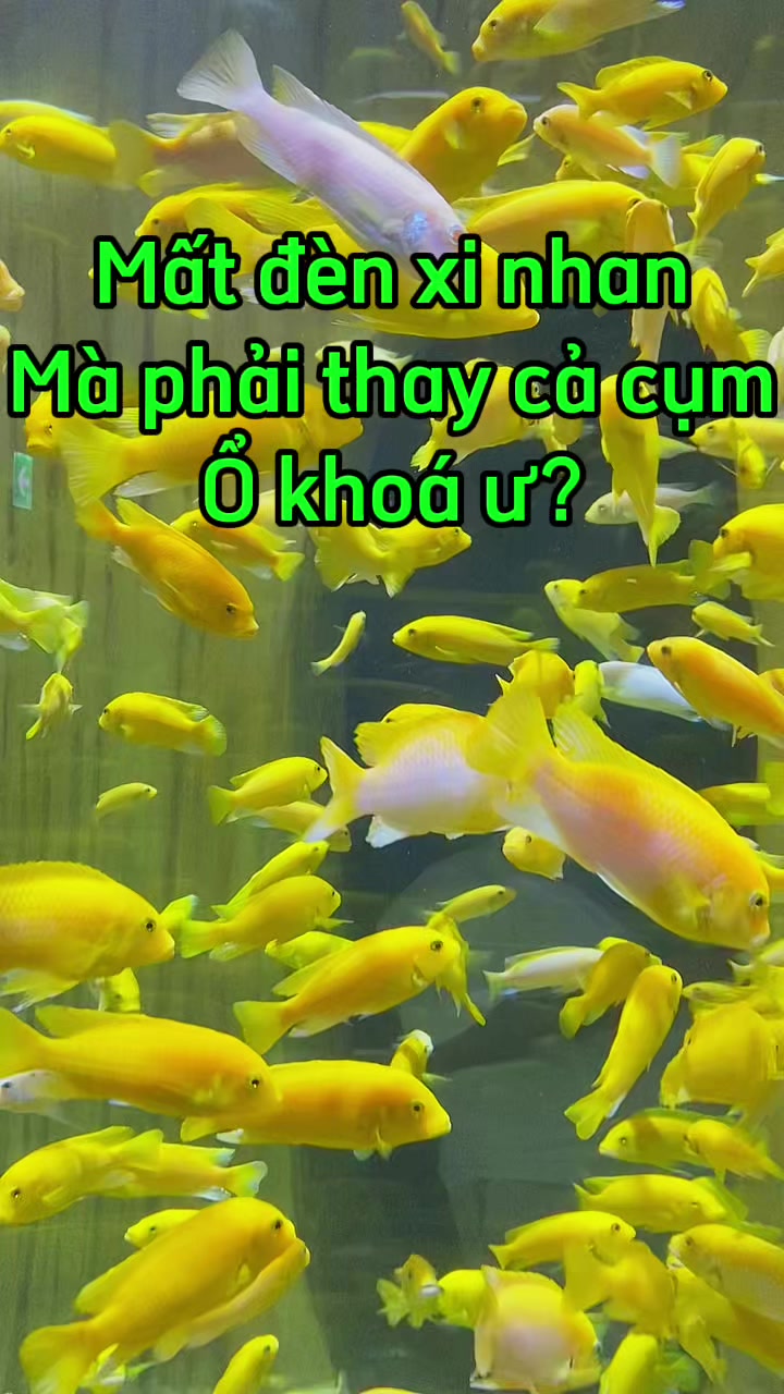 @Phụ kiện &ocirc; t&ocirc; Ho&agrave;ng B&aacute;ch