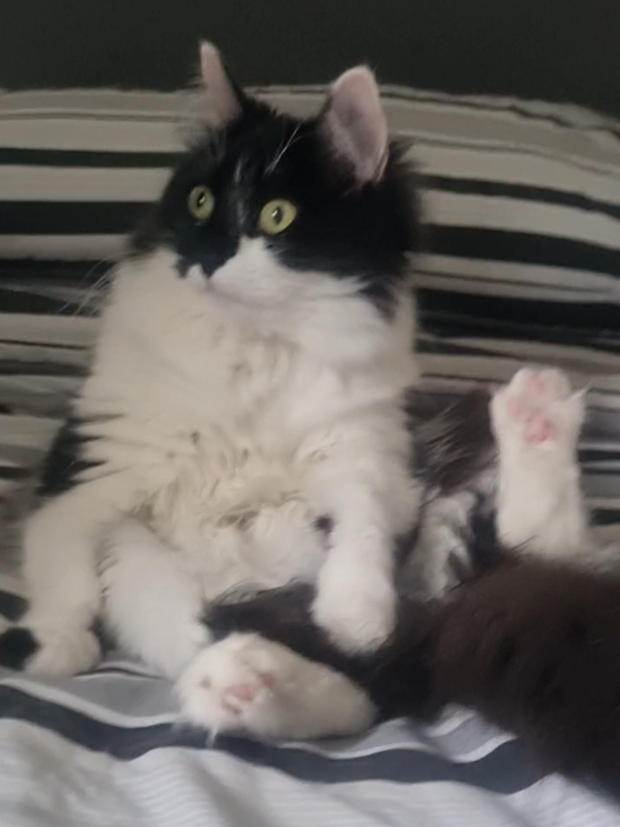 @2catlife