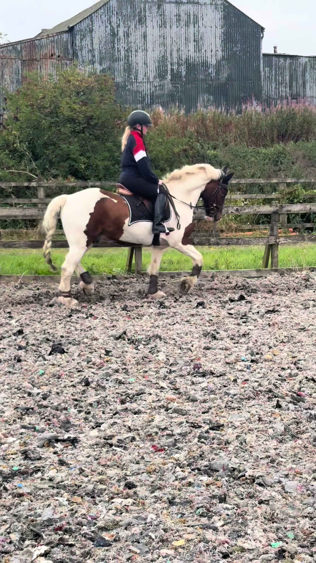 @Lilywiththecobs🐴