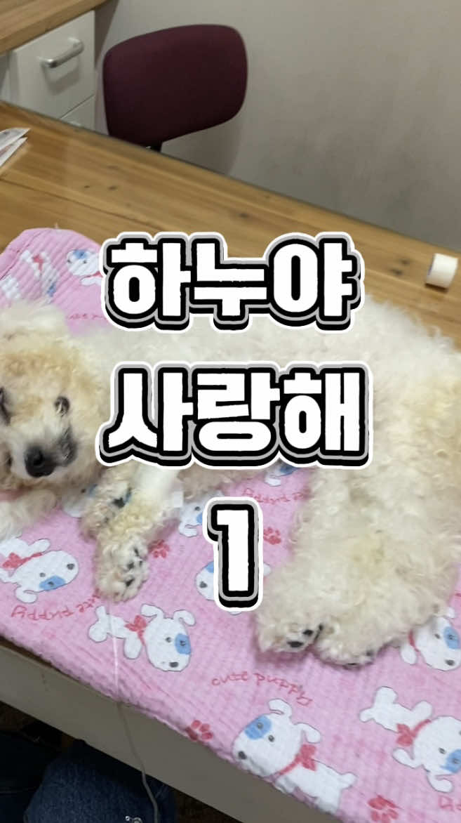 @한조니 Shelly