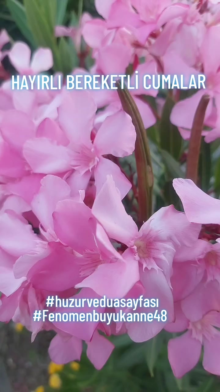 @Fenomenbuyukanne48
