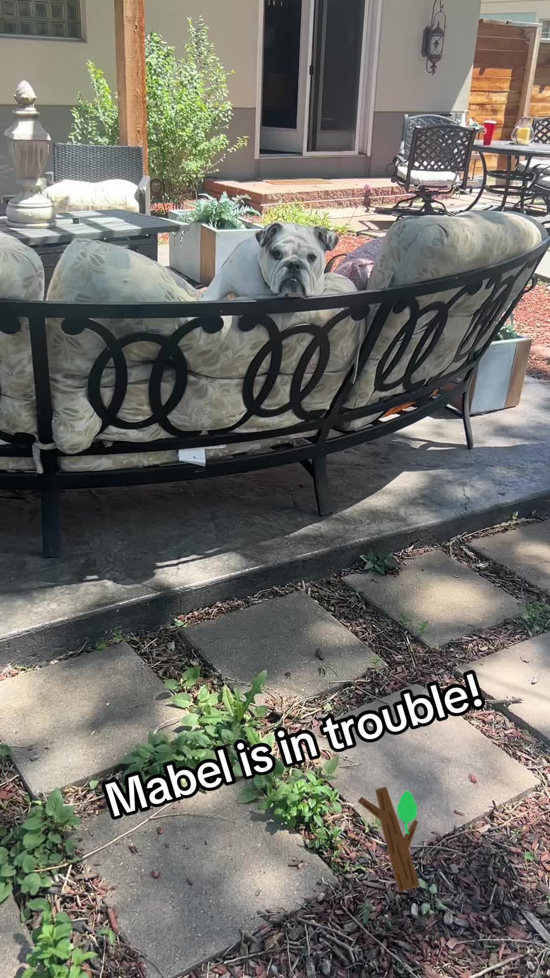 @MabeltheBulldog