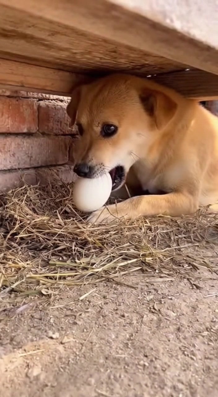 @Baozi in the Wild