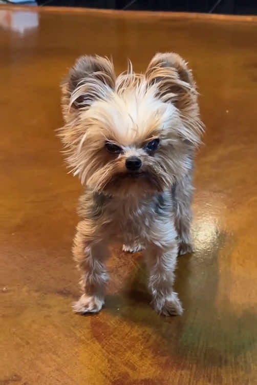 @Funny dogs 226