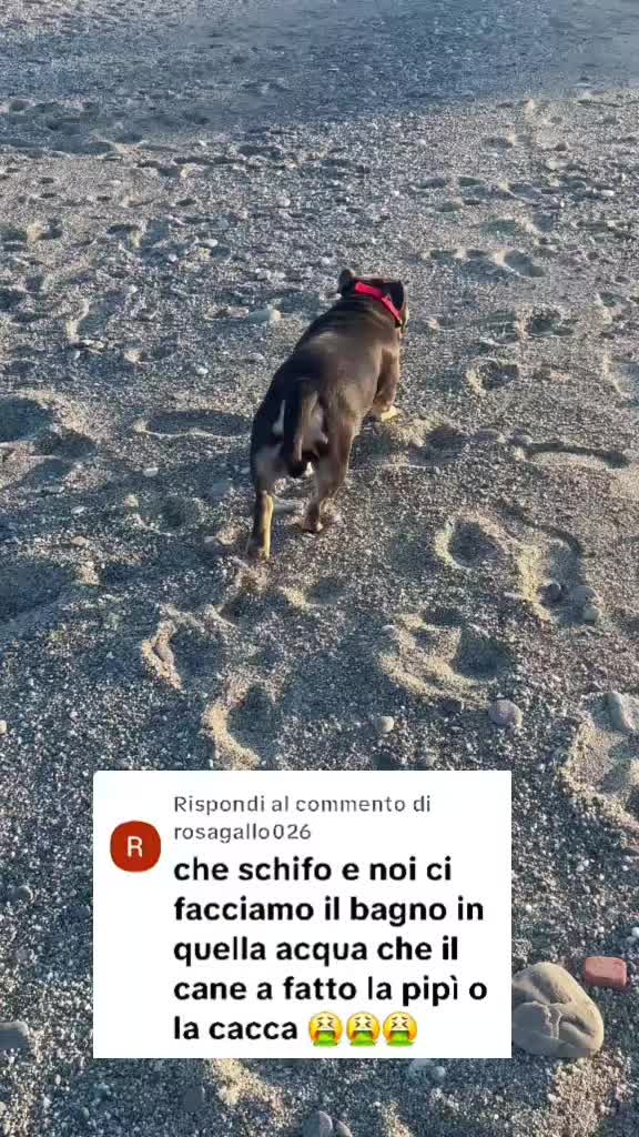 @⚠️ IL RE DEI BULLY ⚠️
