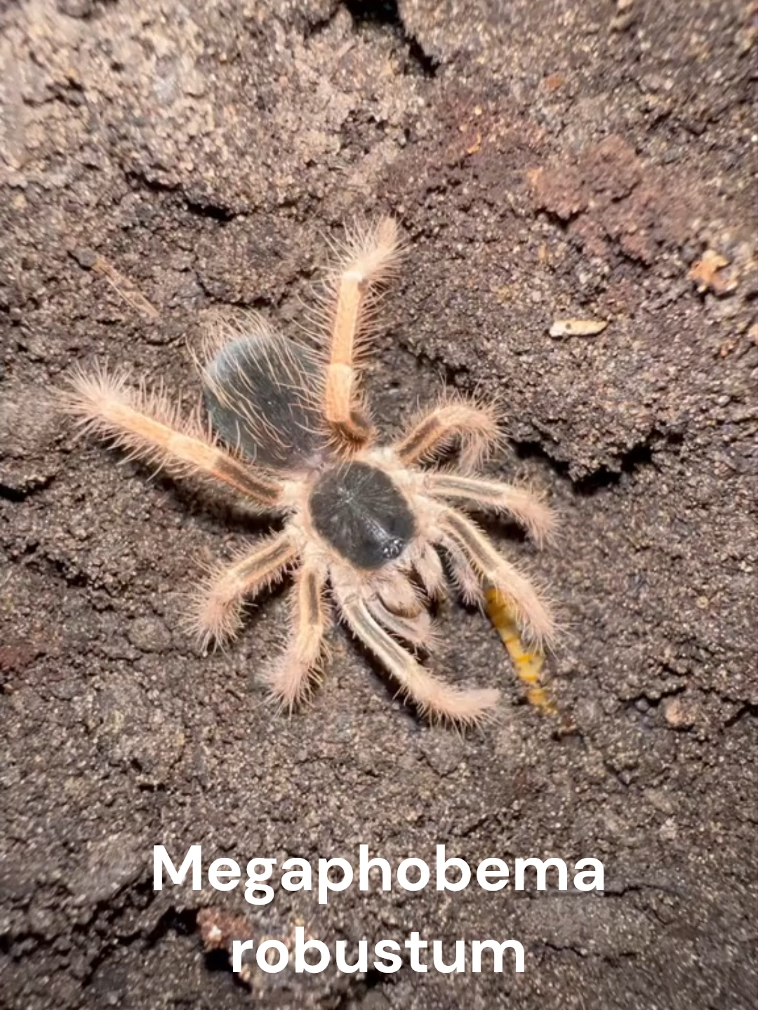 @The Spider Shop