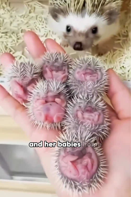 @ZoomieZoo