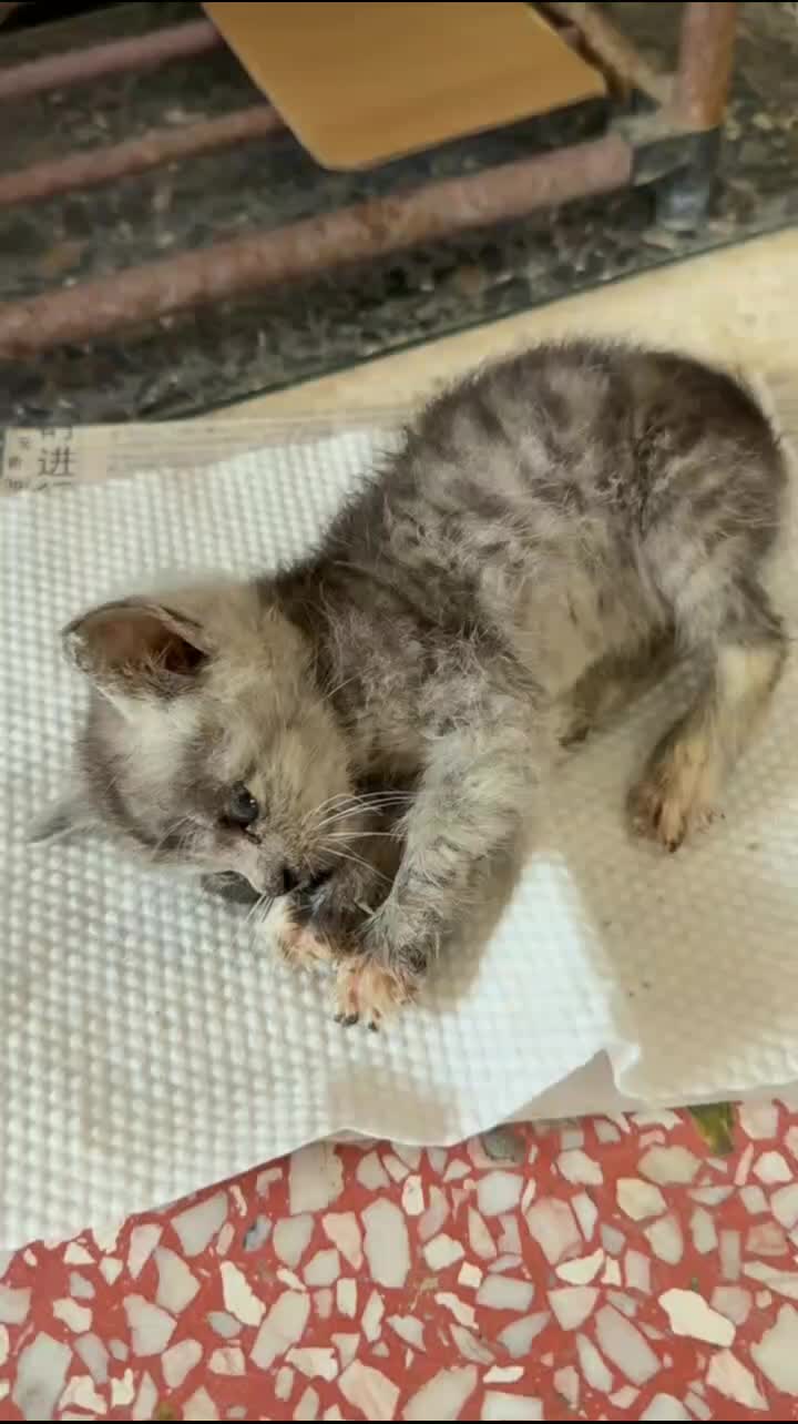 @Community_Animal_Rescue