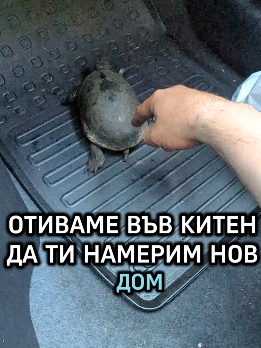 @Valentin B Naumov
