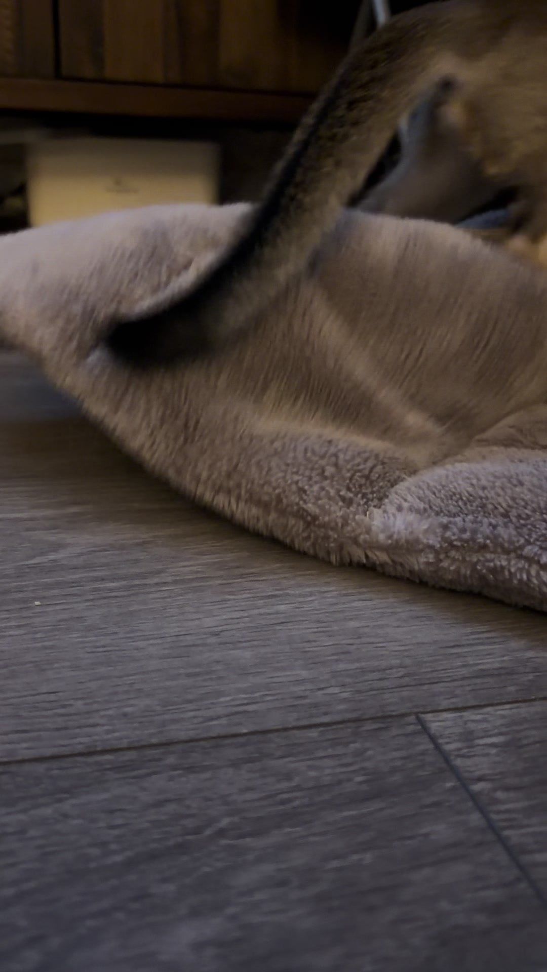 @Abyssinian cat UK