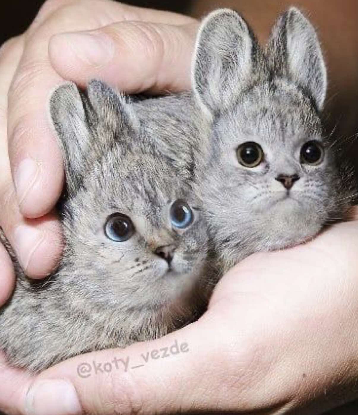@cottagecat28