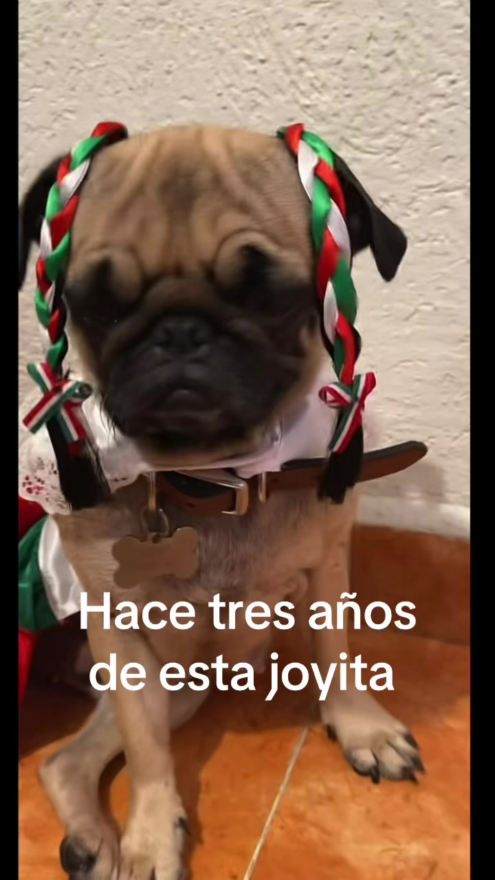 @Emma la Pug