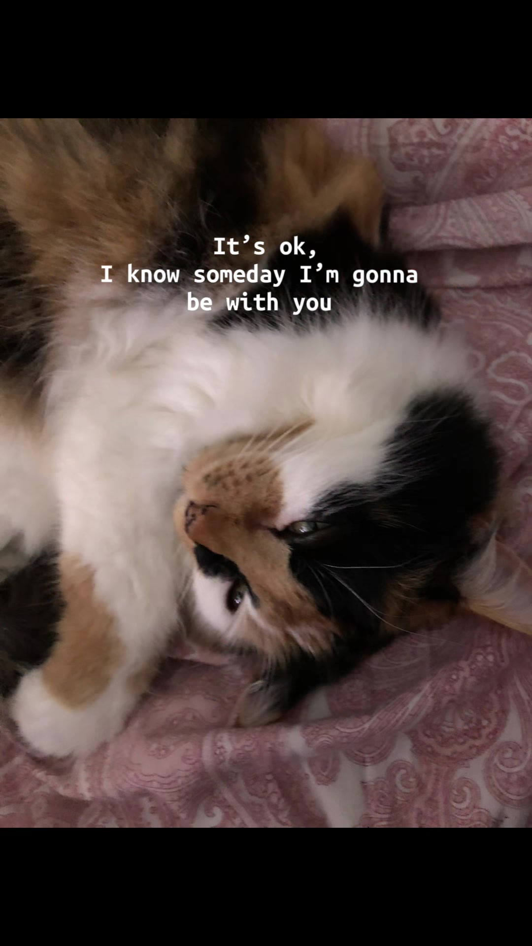 @Fae