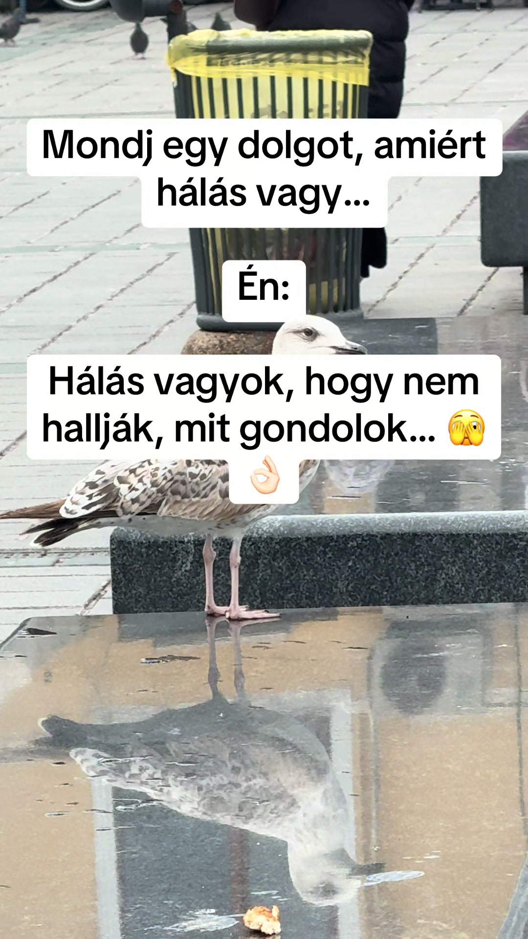 @Zsanzy Taki