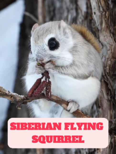 @WildlifeWonderTV Animal Facts