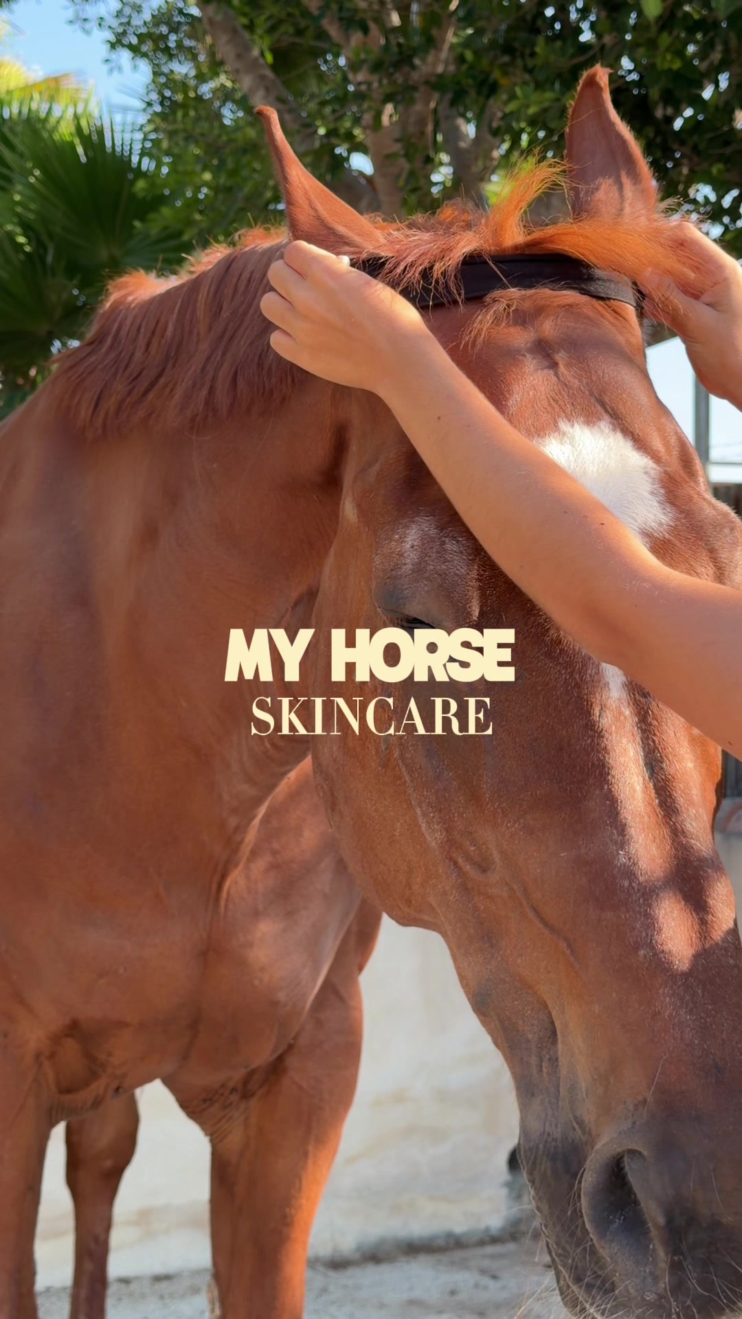 @MyHorse
