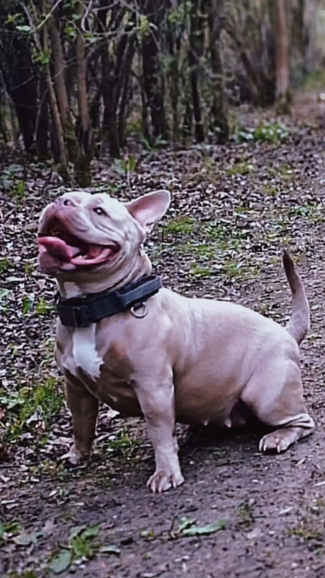 @🐾BULLY💗MOM🐾