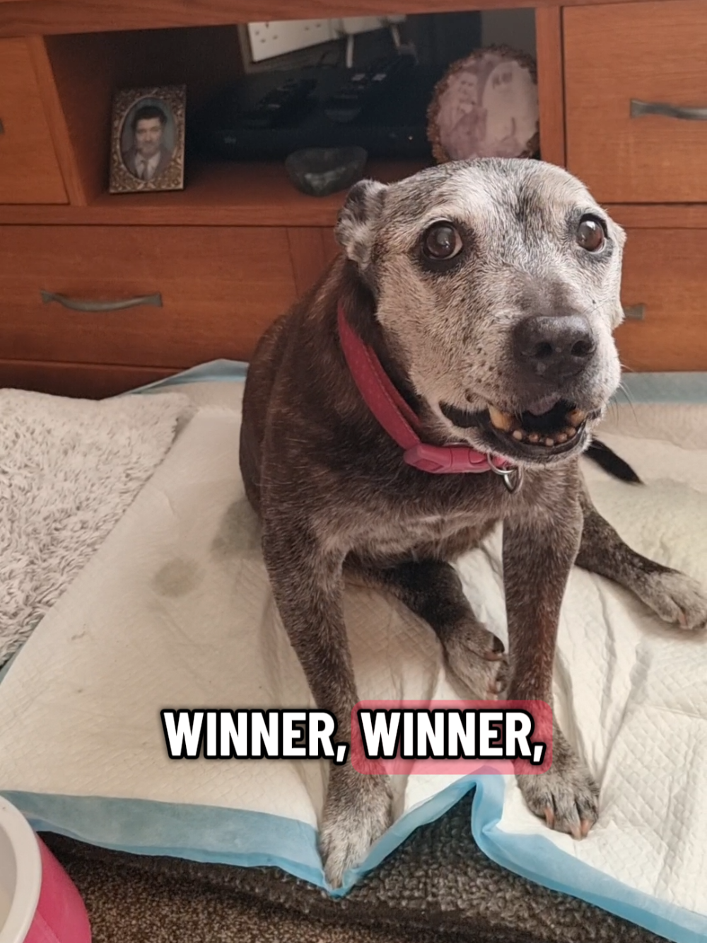 @Chloe The Staffy
