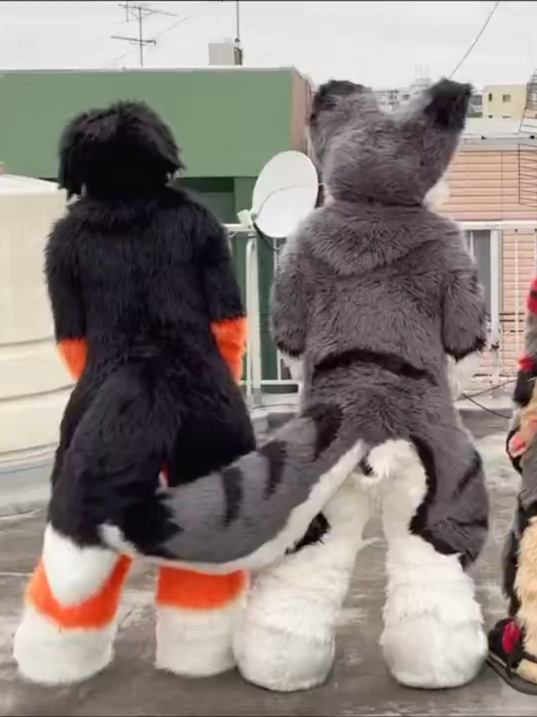 @radywolf