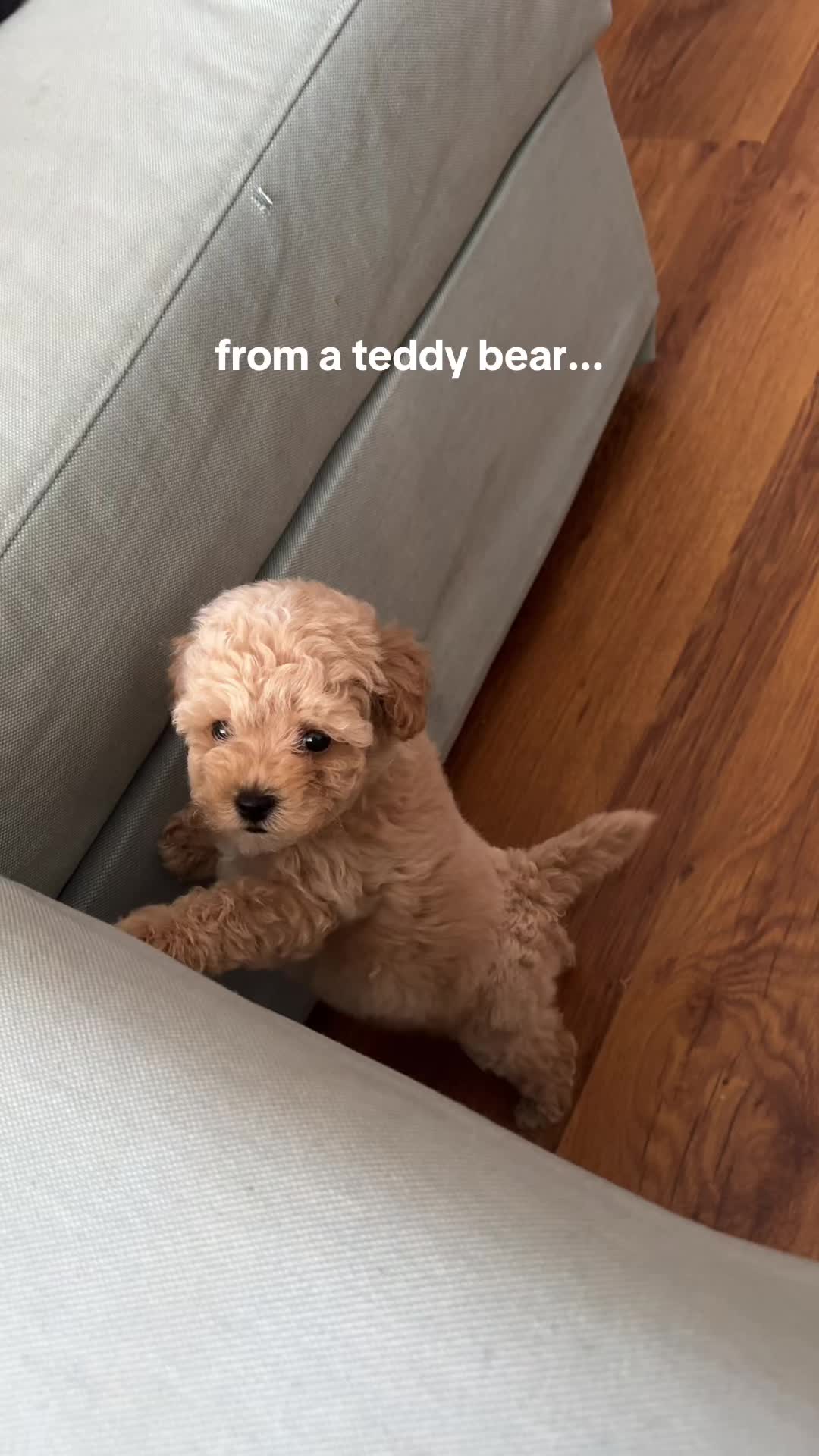 @Malibu Maltipoo 🎀