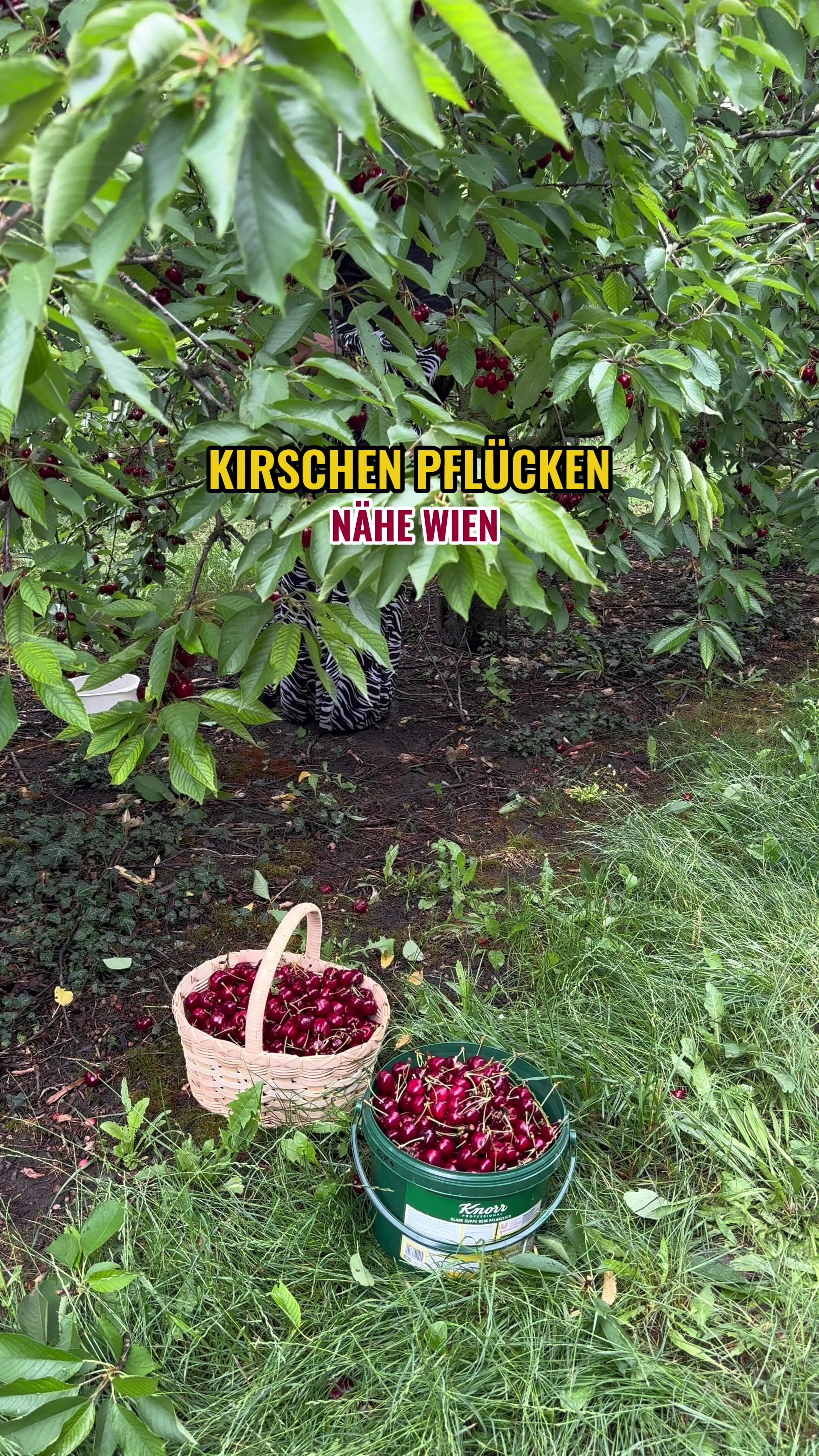 @Foodiewien