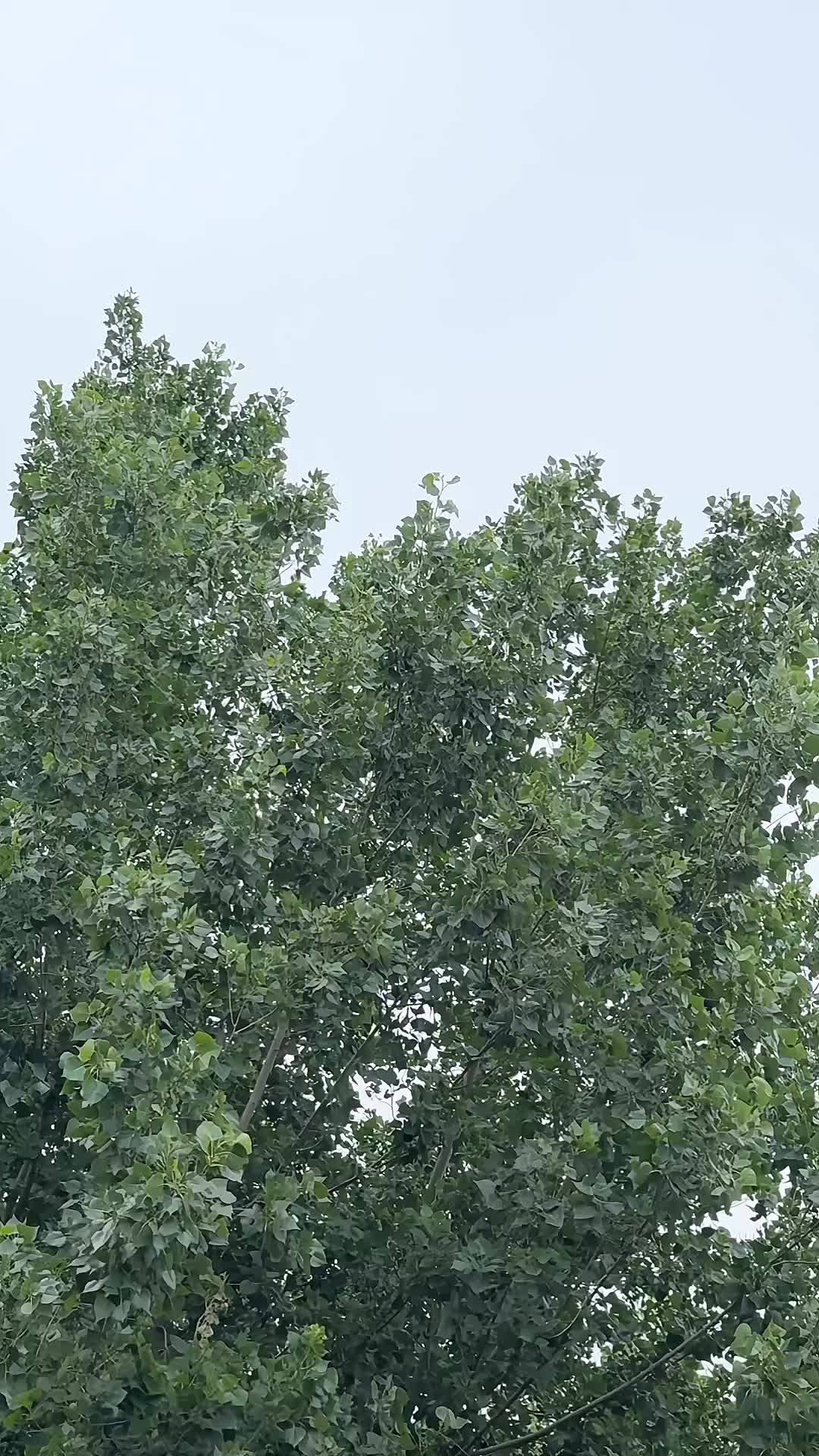 @~ T