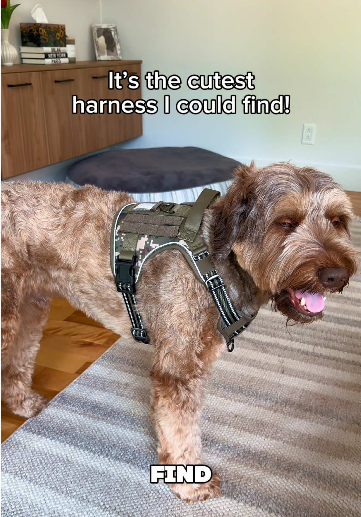 @Dogs Made Simple