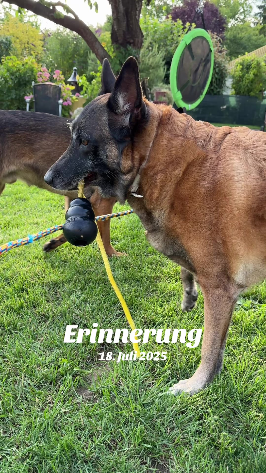 @malinois_und_ich