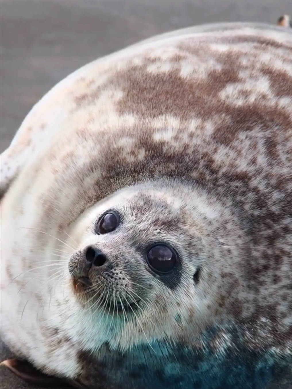 @🩷🎀 seal 🦭🩷