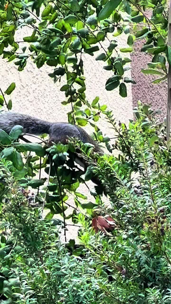 @DailyDoseOfSquirrels