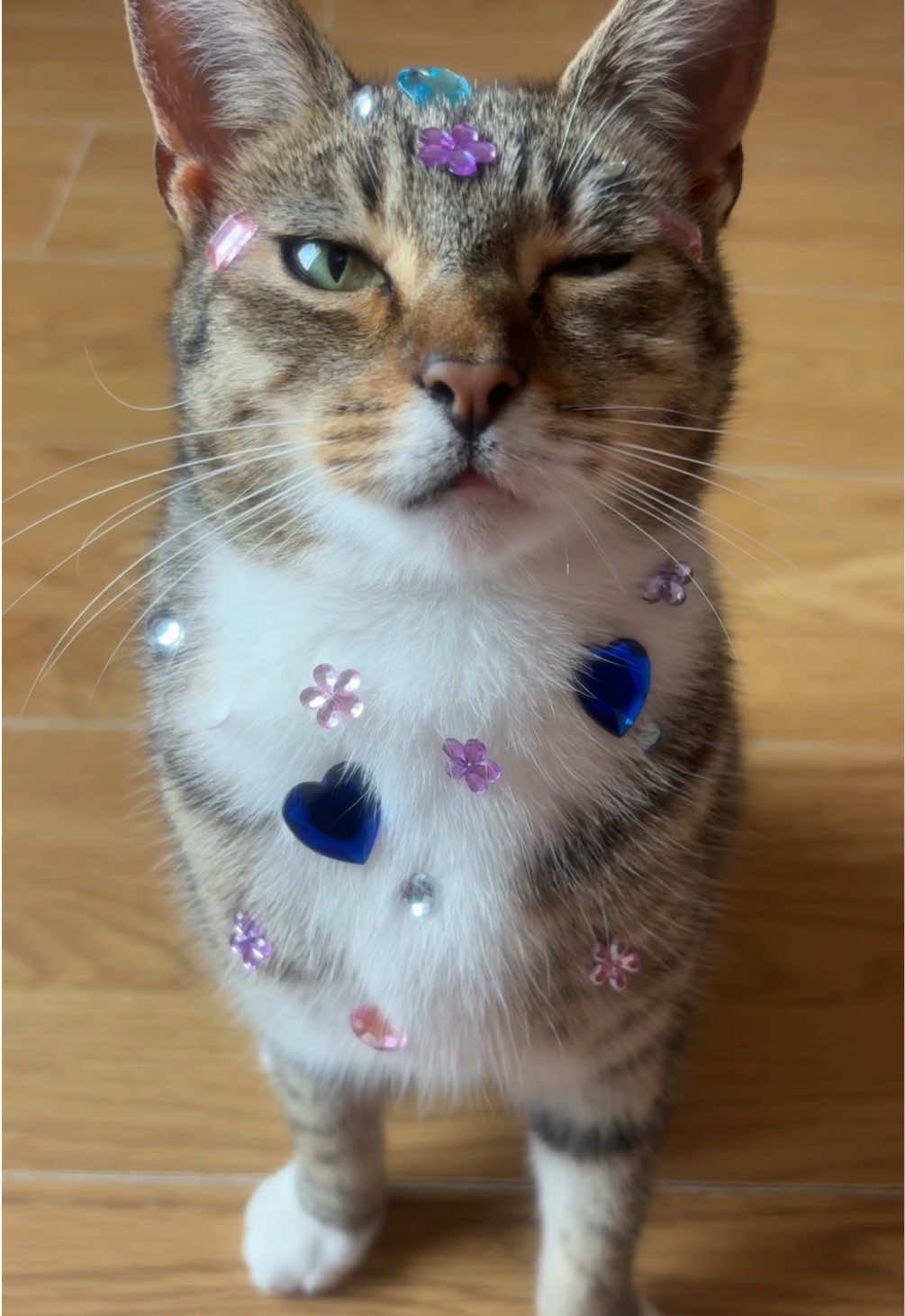 @Mittens