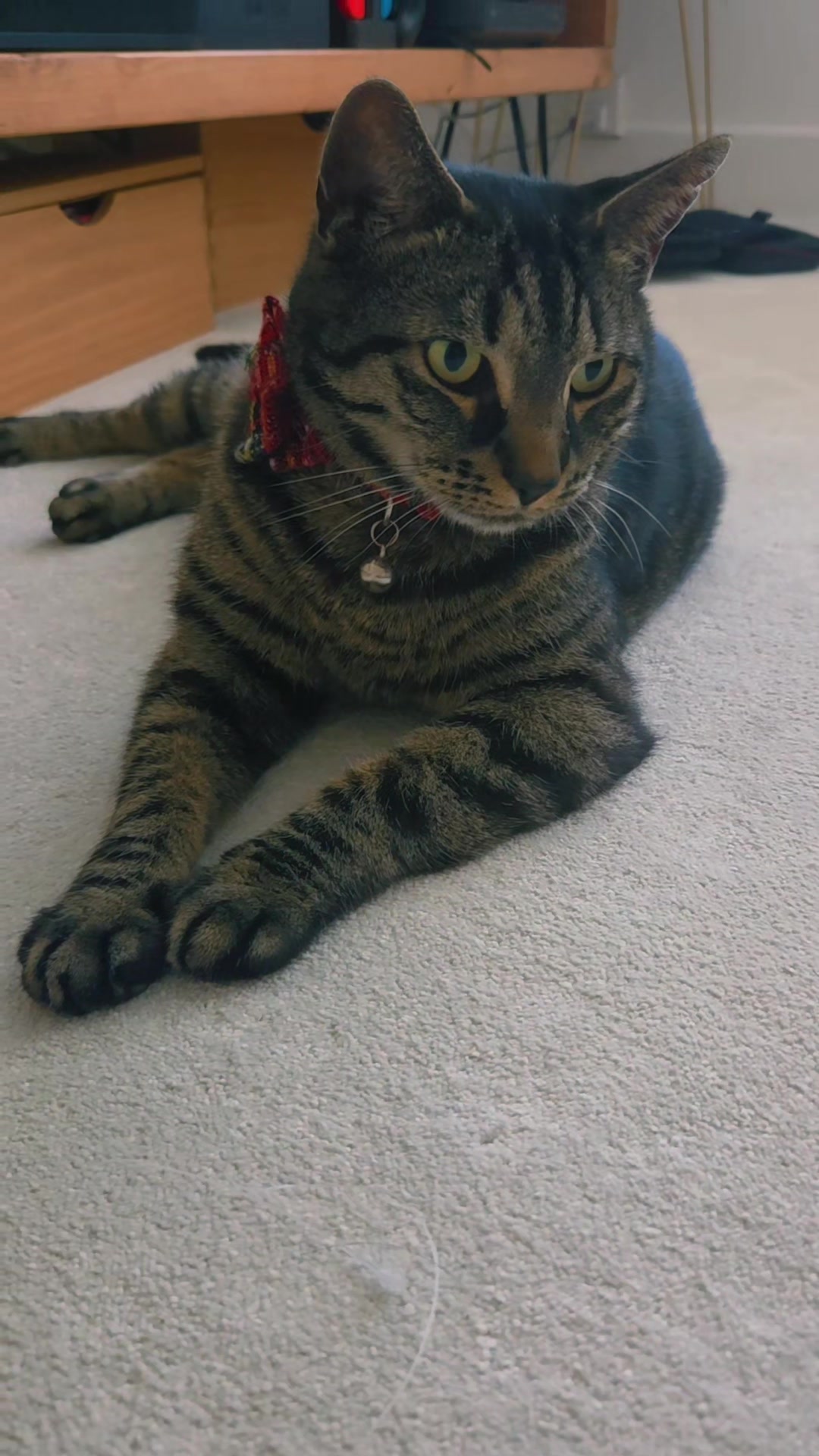 @🐾 Catboy Catman Scoop 🐾