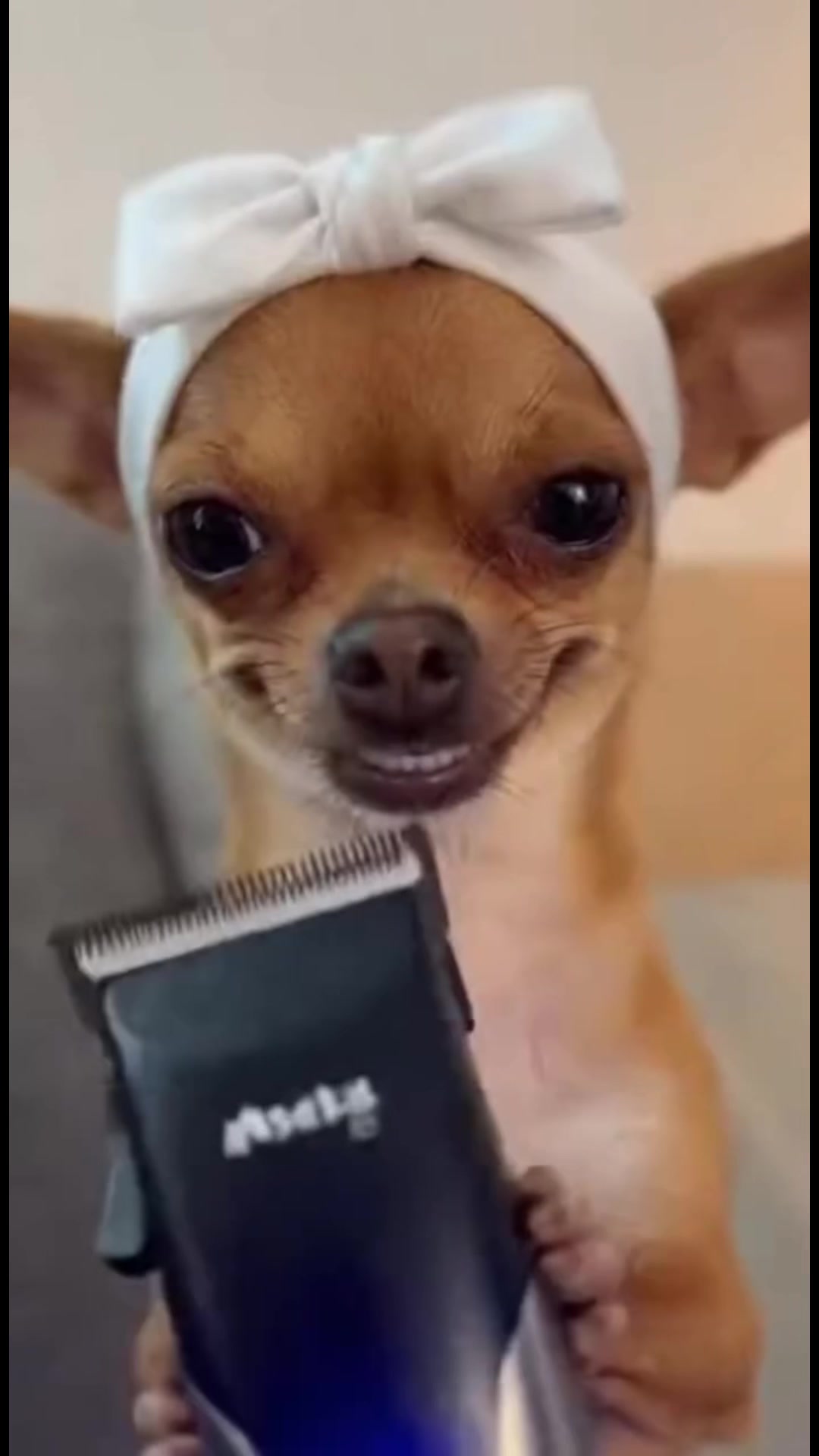 @Chihuahua N&rsquo; Pitbull