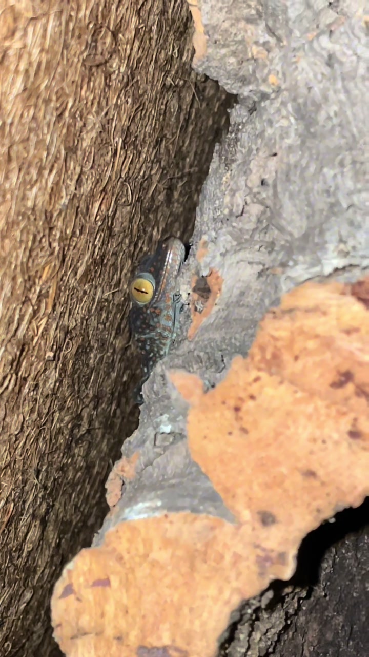 @Snakes_of_Leslie🐍